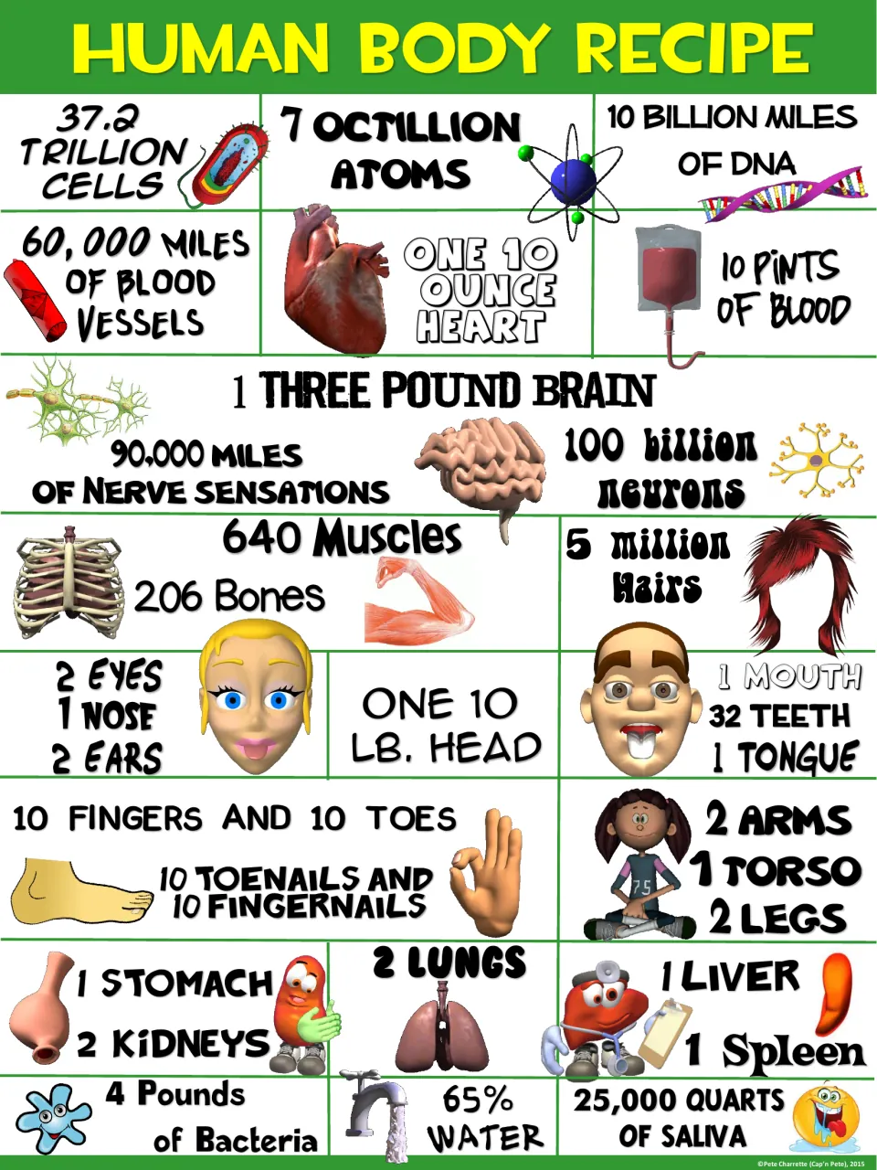 Human Body Recipe poster, green header: body facts as ingredients, from 37.2 trillion cells to 206 bones and 65% water