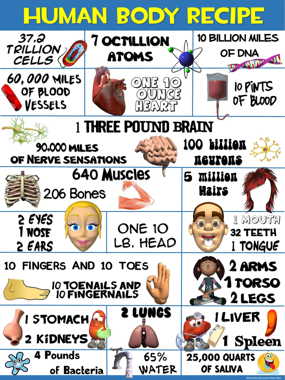 Blue-header body facts poster listing a 3 pound brain, 100 billion neurons, 640 muscles and 32 teeth