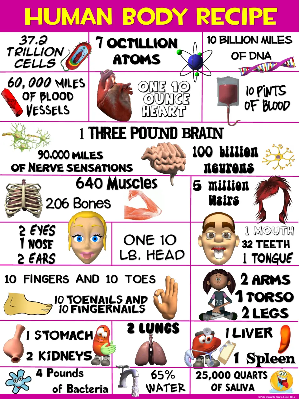 Magenta-header body facts poster counting 10 ounce heart, 10 pints of blood, 2 kidneys and 5 million hairs