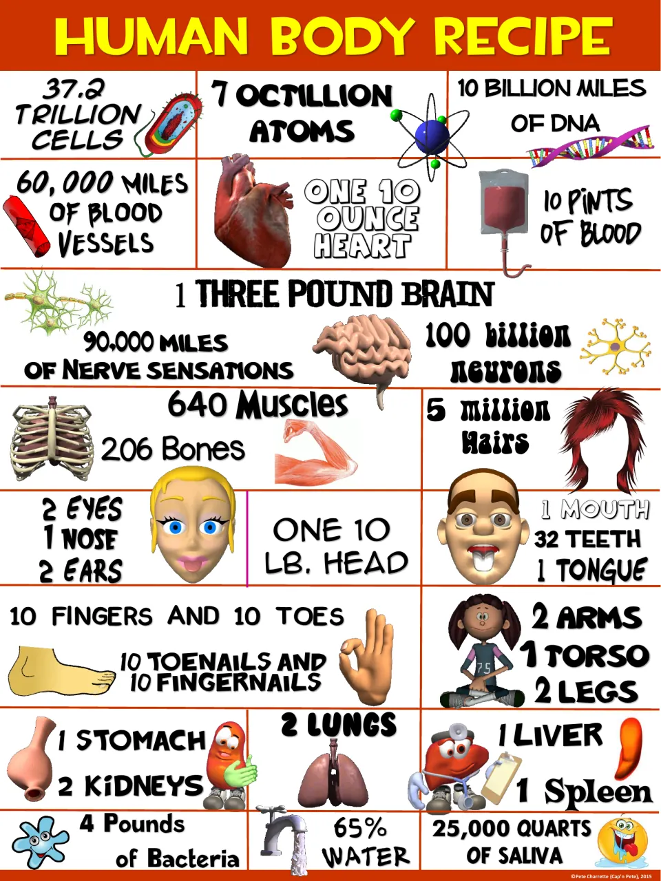 Red-header body facts poster citing 7 octillion atoms, 60,000 miles of blood vessels and 25,000 quarts of saliva