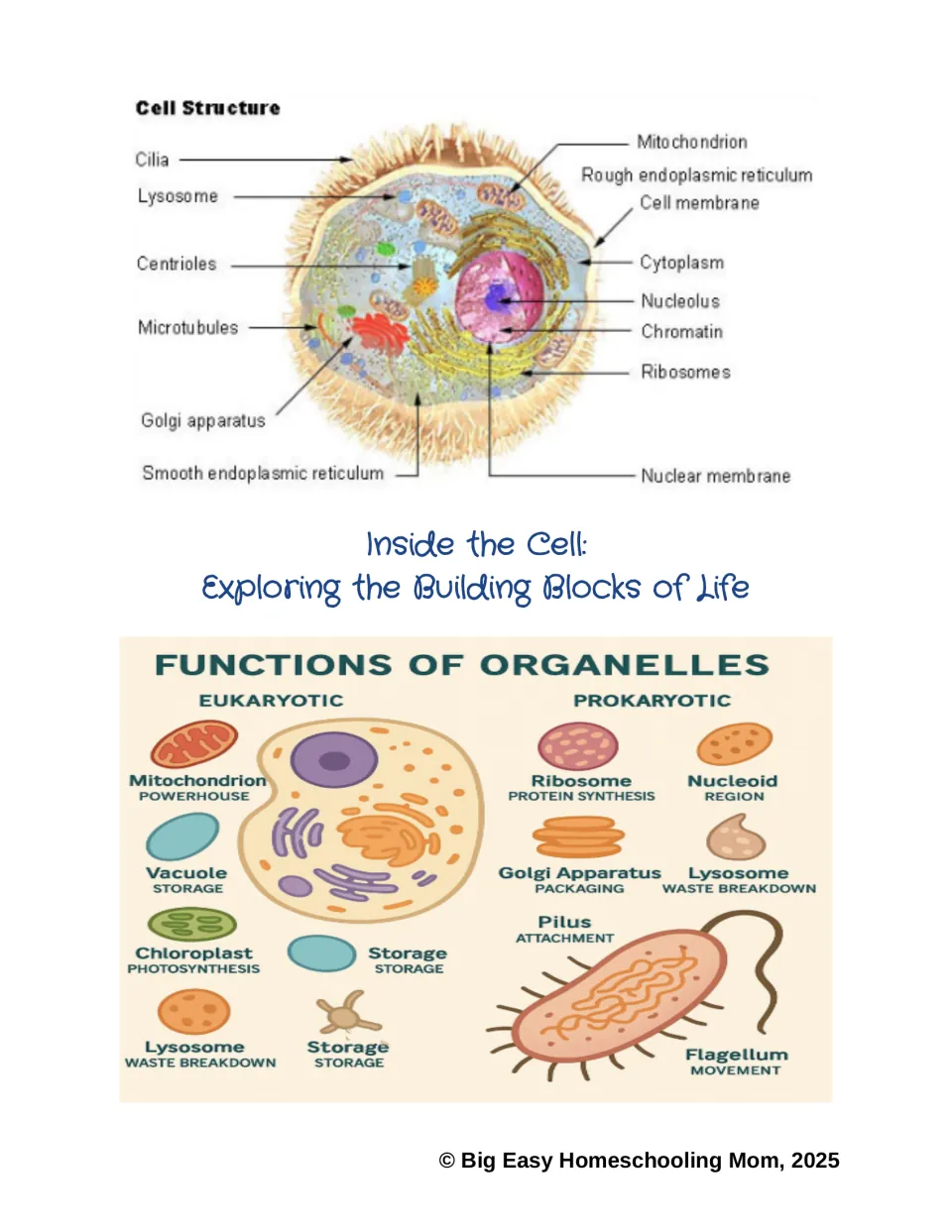 Cover for Inside the Cell: a labeled animal cell diagram and a chart of eukaryotic and prokaryotic organelle functions