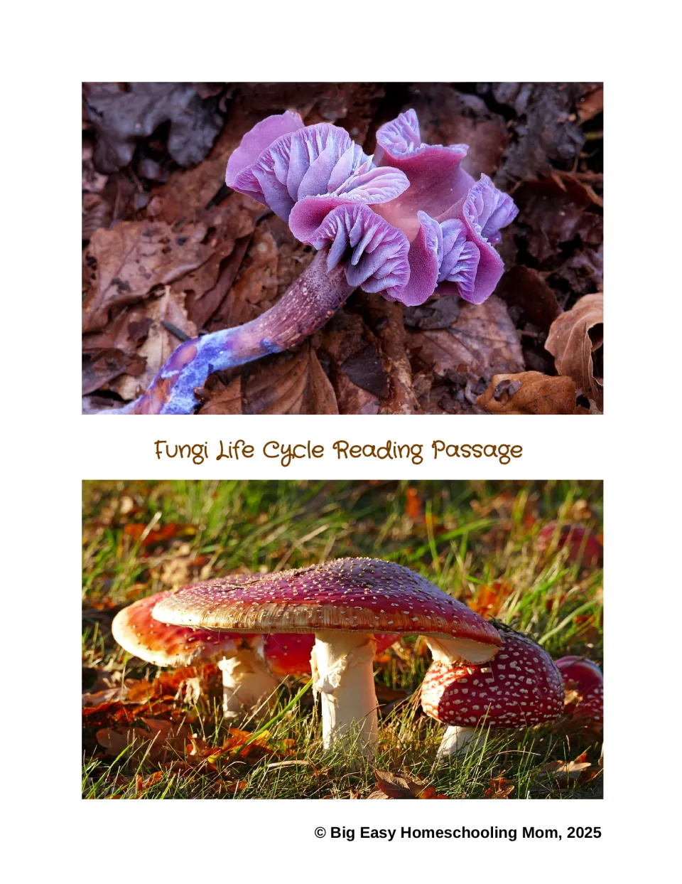 Fungi Life Cycle Reading Passage cover featuring photographs of purple fungi and red, white-spotted mushrooms
