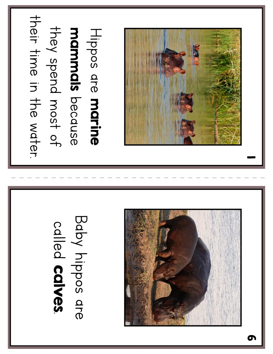 Reader pages 1 and 6 pair hippo photographs with text labeling them marine mammals and naming babies calves