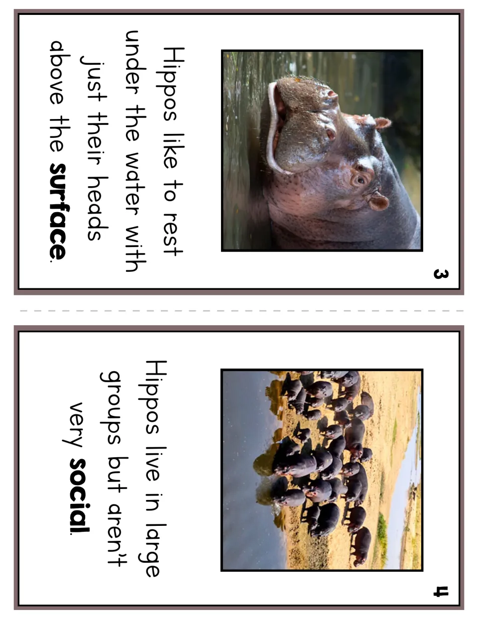 Reader pages 3 and 4 describe hippos resting with heads above the surface and living in large groups
