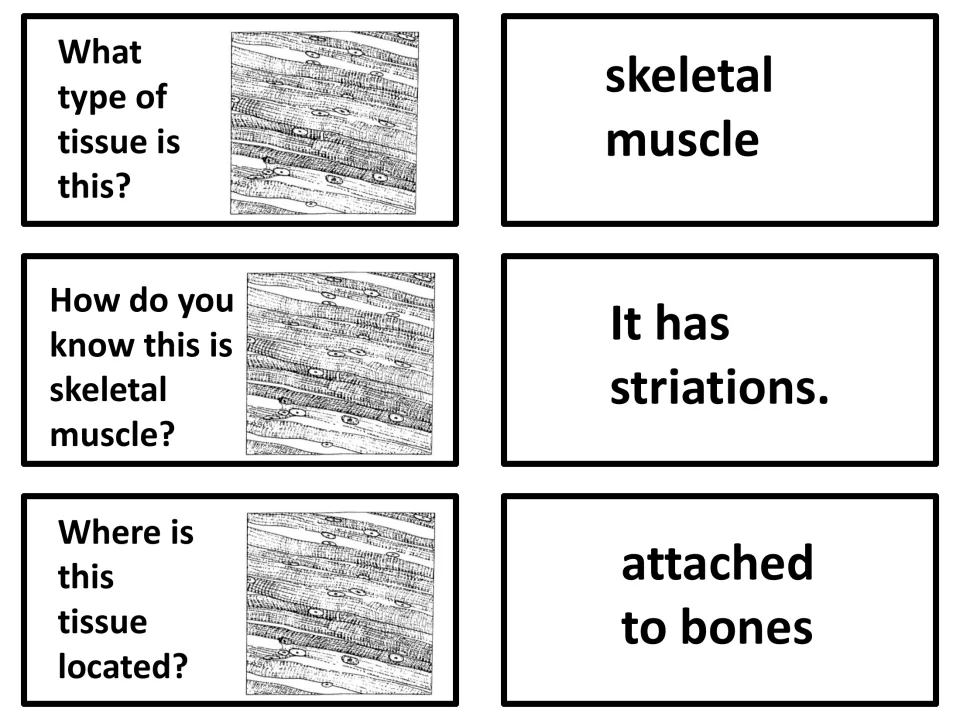 Skeletal muscle: students identify the drawn tissue, cite striations as the clue and locate it attached to bones