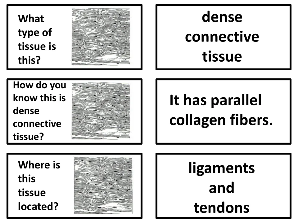 Dense connective tissue: recognize parallel collagen fibers in the drawing and recall its location in ligaments and tendons