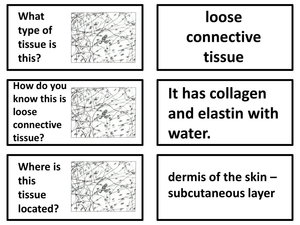 Loose connective tissue: collagen and elastin with water as the clue, found in the skin's dermis and subcutaneous layer