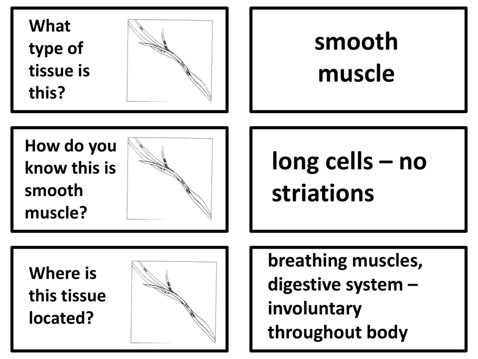 Smooth muscle: students spot long cells with no striations and link the tissue to breathing and digestive involuntary muscle