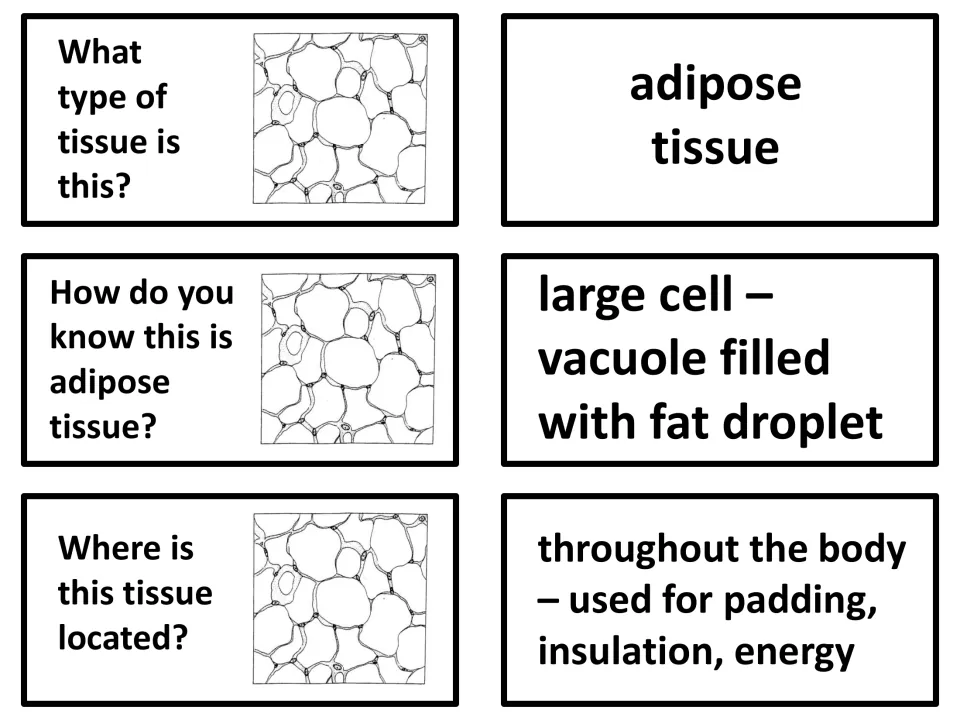 Adipose tissue: identify large cells with a fat-filled vacuole and recall its roles in padding, insulation and energy