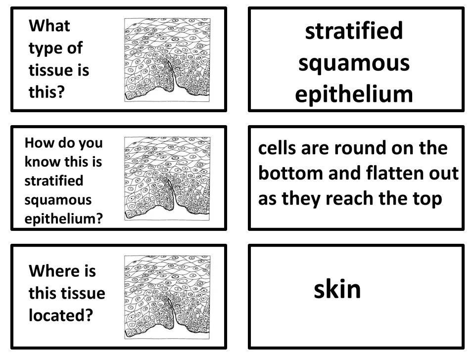 Stratified squamous epithelium: cells round at the bottom and flattening toward the top identify this skin tissue