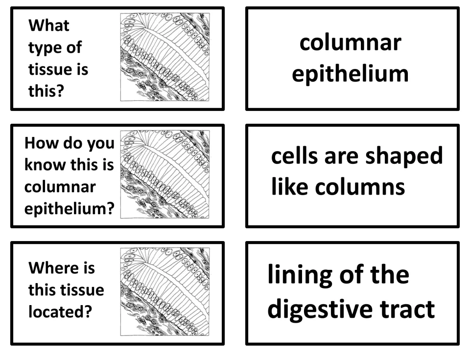 Columnar epithelium: students name the column-shaped cells in the drawing and locate them lining the digestive tract