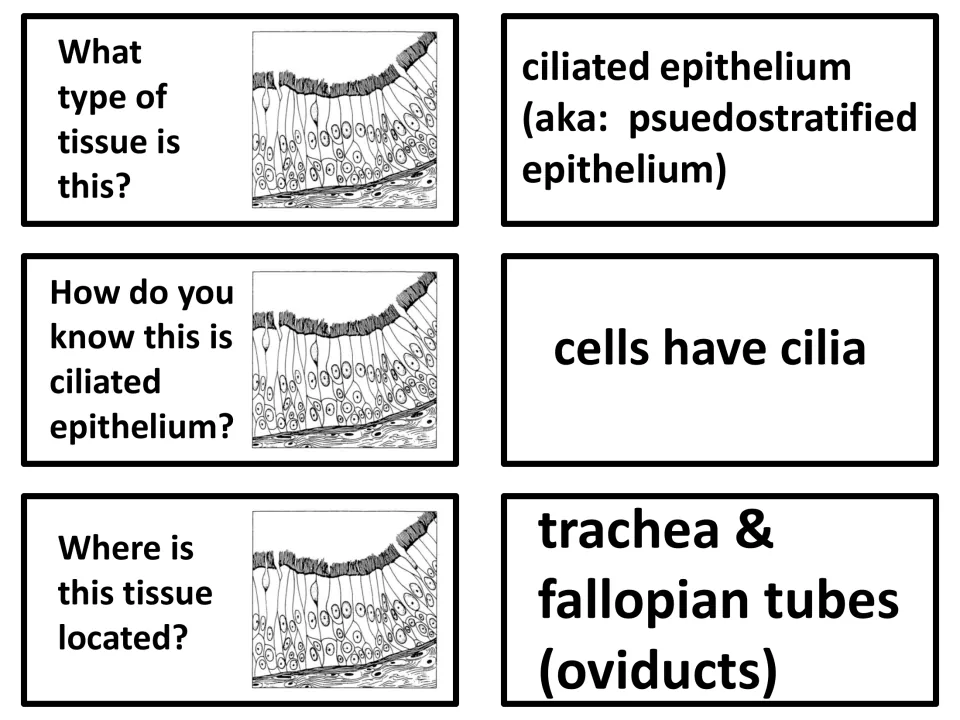 Ciliated (pseudostratified) epithelium: cilia are the identifying clue; located in the trachea and fallopian tubes