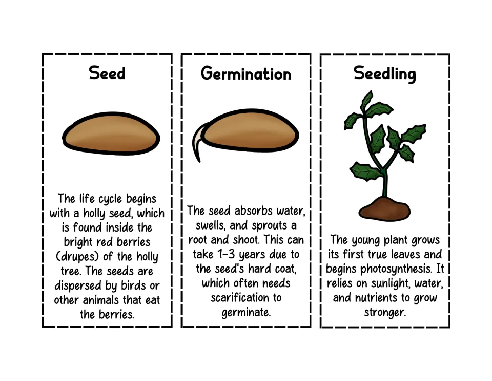 Holly tree life cycle cards 1–3: Seed, Germination, and Seedling, with illustrations and stage descriptions