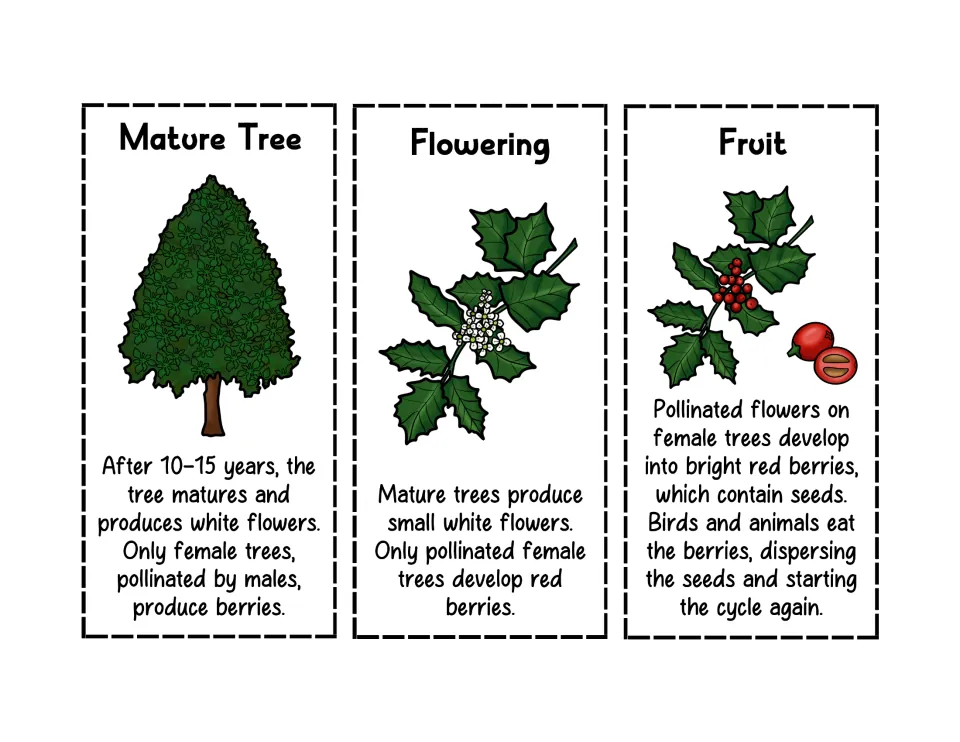 Holly tree life cycle cards 4–6: Mature Tree, Flowering, and Fruit, with pictures and stage descriptions