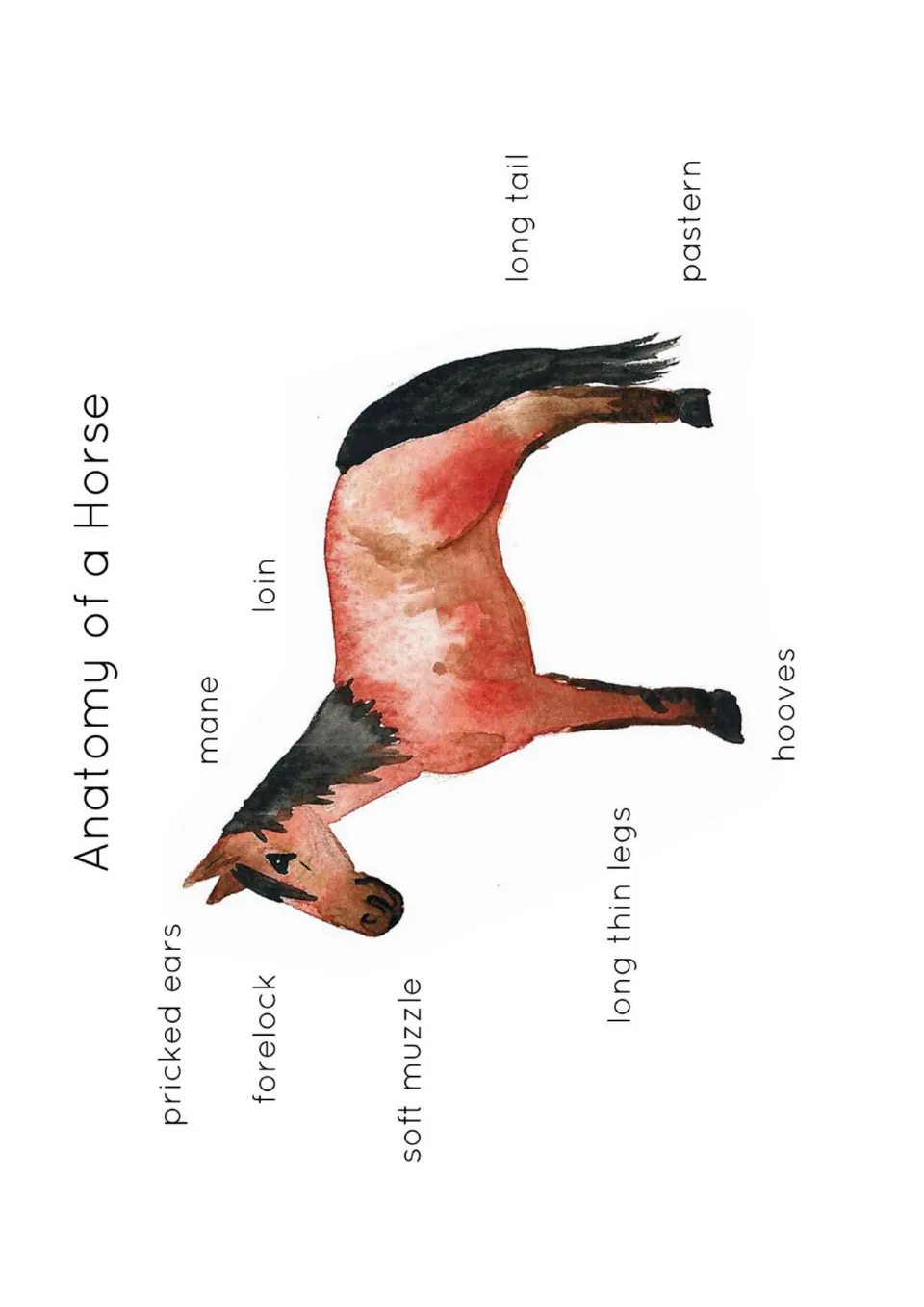 Horse anatomy poster labeling pricked ears, forelock, soft muzzle, mane, loin, long tail and three more parts.