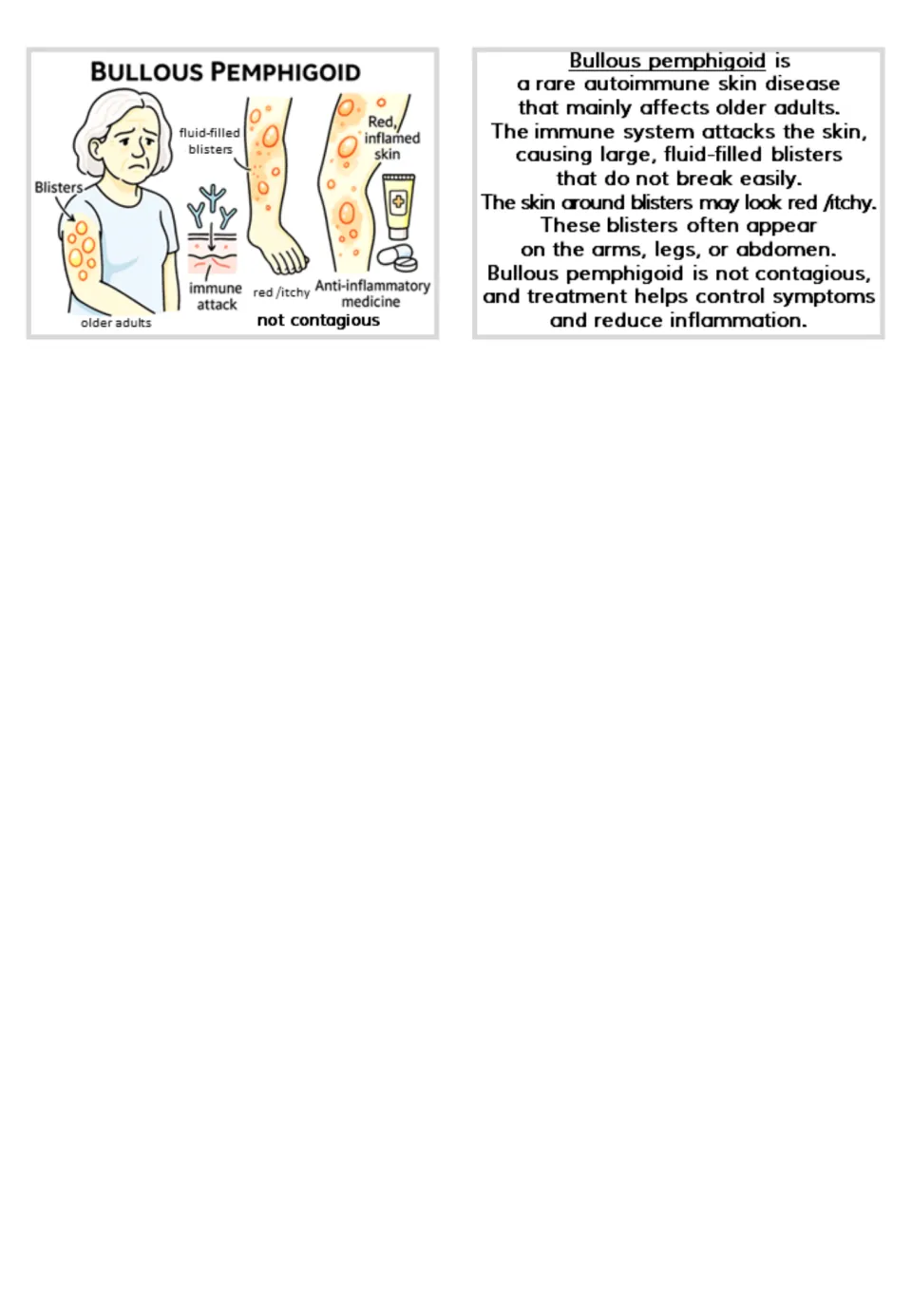 Bullous pemphigoid flashcard showing fluid-filled blisters on an older adult; back card covers immune attack and treatment