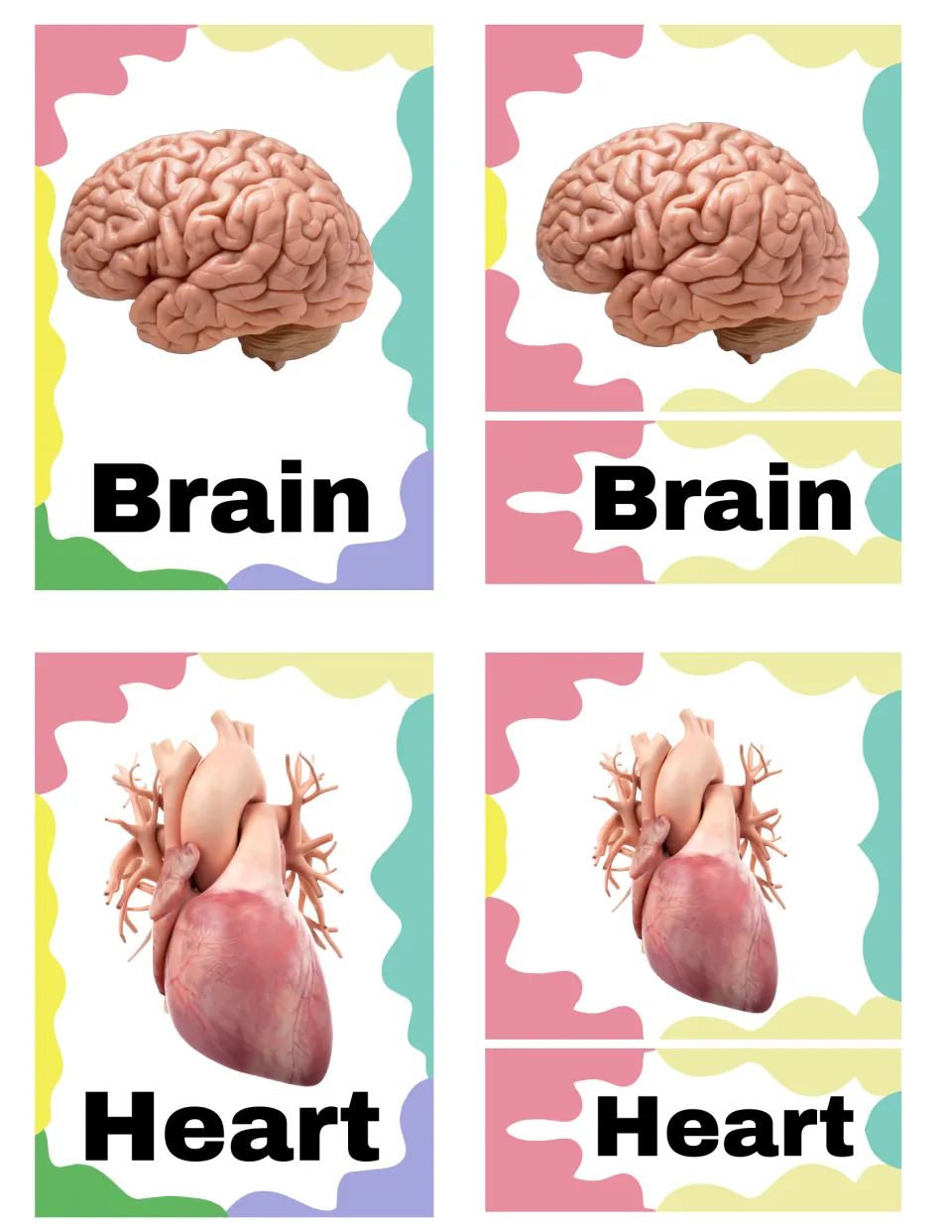Brain and heart 3-part cards: students match each organ photo card to its label, checking against the control card