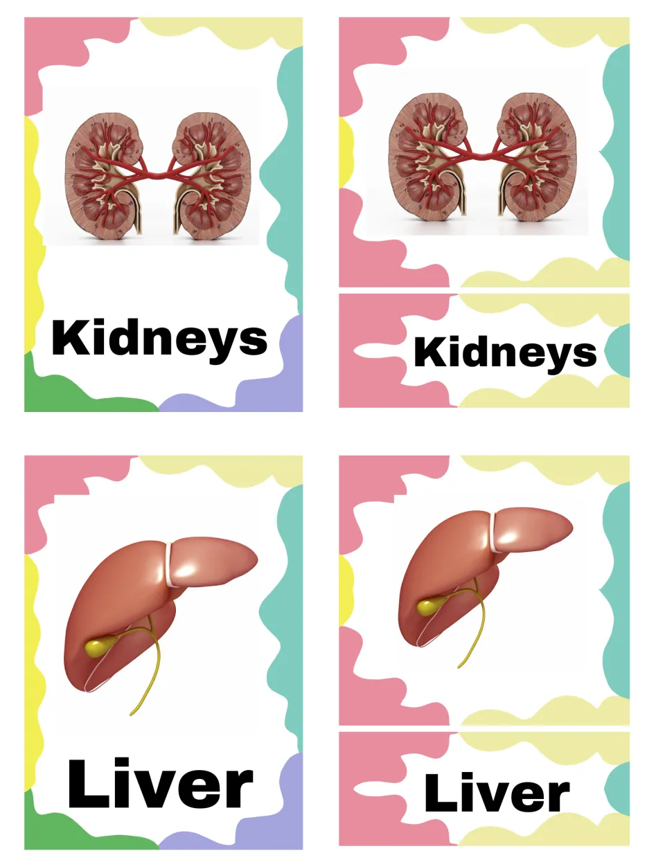 Kidneys and liver 3-part cards: students pair each organ picture with its name card, then self-check with the control card