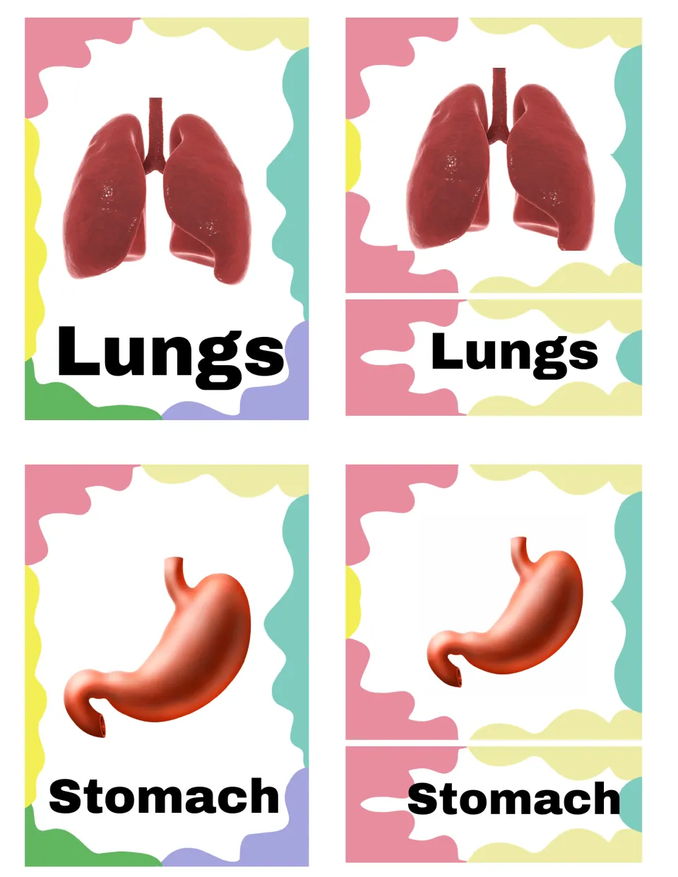 Lungs and stomach 3-part cards: students match organ photos to word labels for breathing and digestion vocabulary
