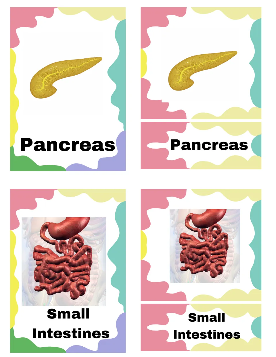 Pancreas and small intestines 3-part cards: students match each organ picture to its name and check with the control card