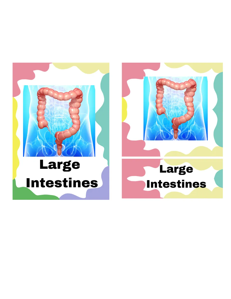 Large intestines 3-part card set: one control card plus a separate picture card and label card for students to match