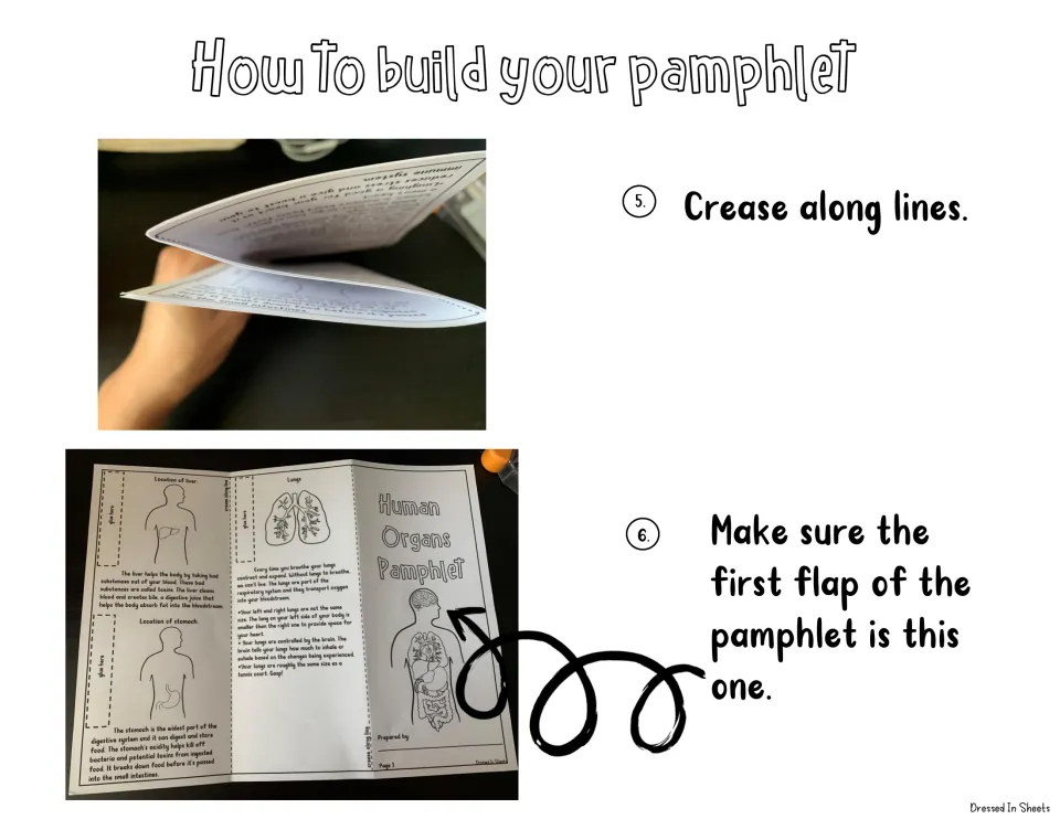 Pamphlet assembly steps 5-6: crease along the lines and check that the Human Organs Pamphlet cover is the first flap