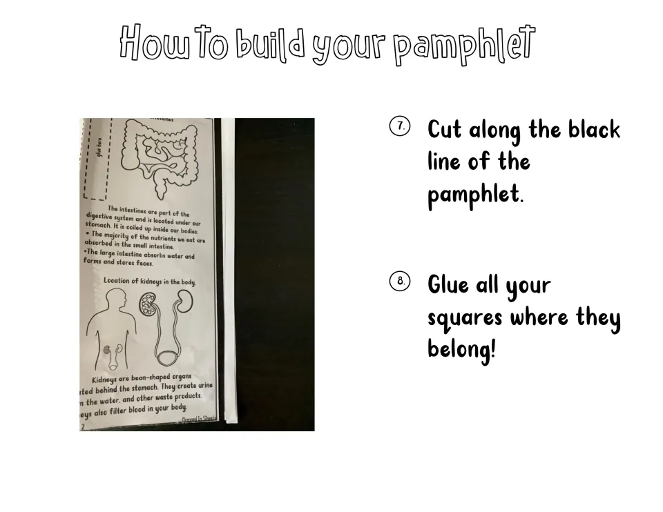Pamphlet assembly steps 7-8: cut along the black line, then glue each organ square where it belongs on the pamphlet