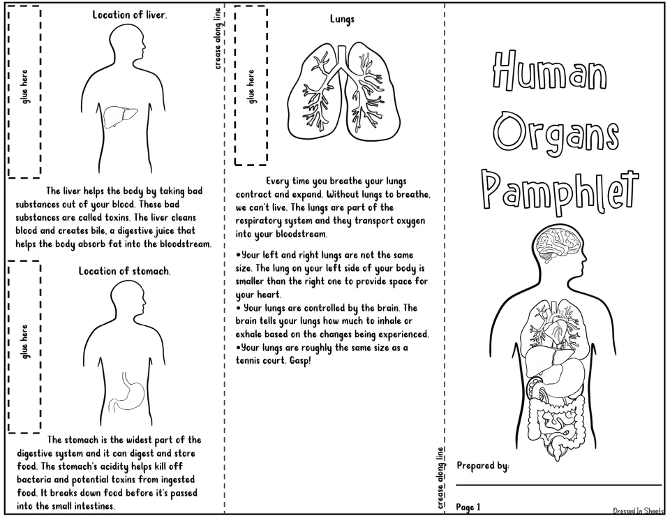Pamphlet page 1: cover plus liver, stomach and lungs sections with facts on toxins, bile, stomach acid and breathing