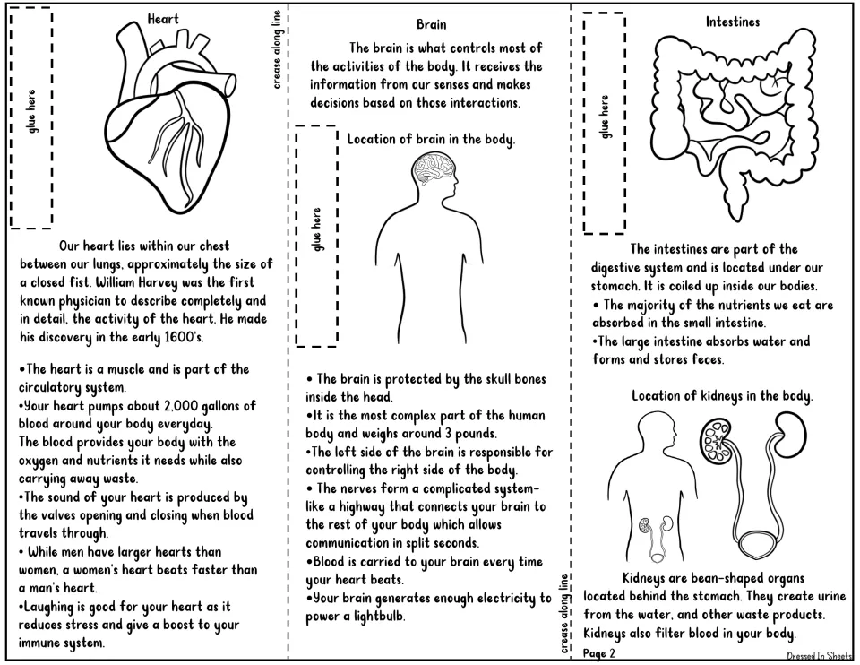 Pamphlet page 2: heart, brain, intestines and kidneys sections with facts on blood flow, the skull, nutrients and urine