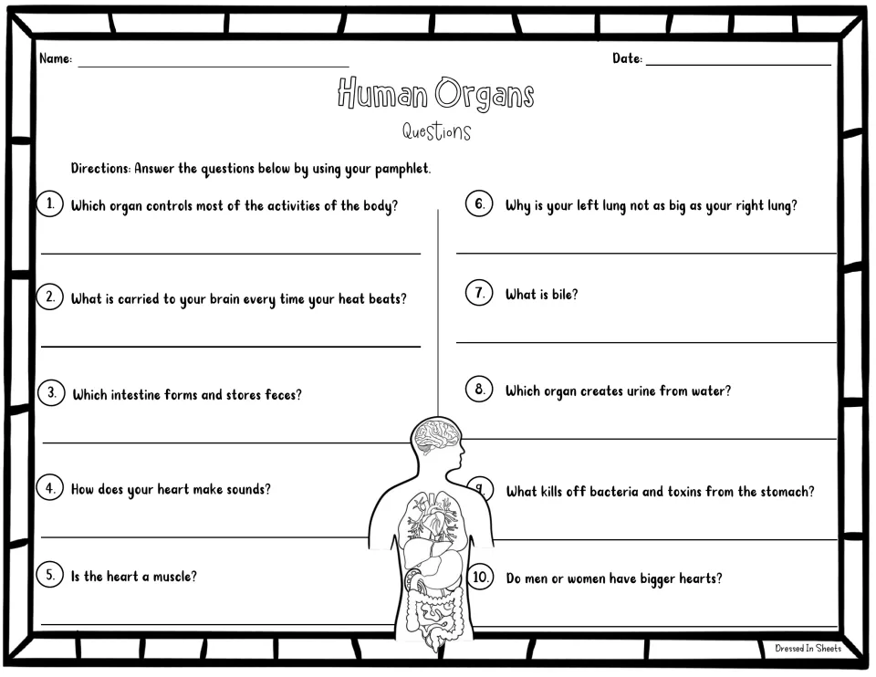 Human organs questions: students use their pamphlet to answer 10 questions about the brain, heart, lungs, bile and more