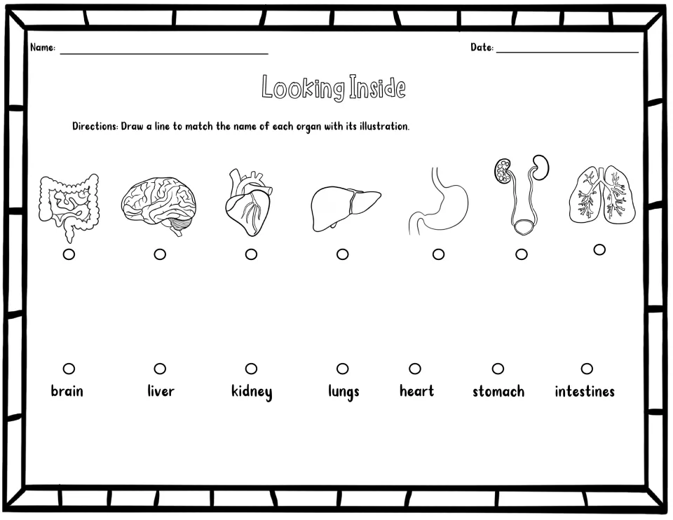 Looking Inside: students draw lines matching seven organ names, from brain to intestines, to their illustrations