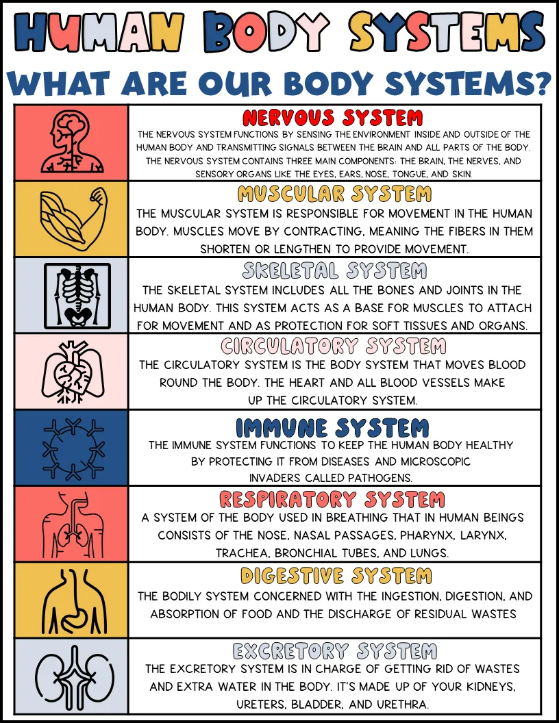 Human Body Systems Printable – Visual Reference – cover