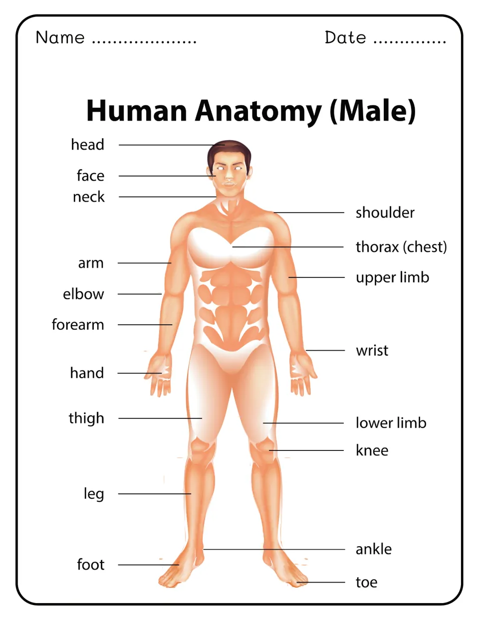 Human Anatomy (Male) diagram labeling 18 body parts from head, neck and shoulder to thigh, knee, ankle and toe