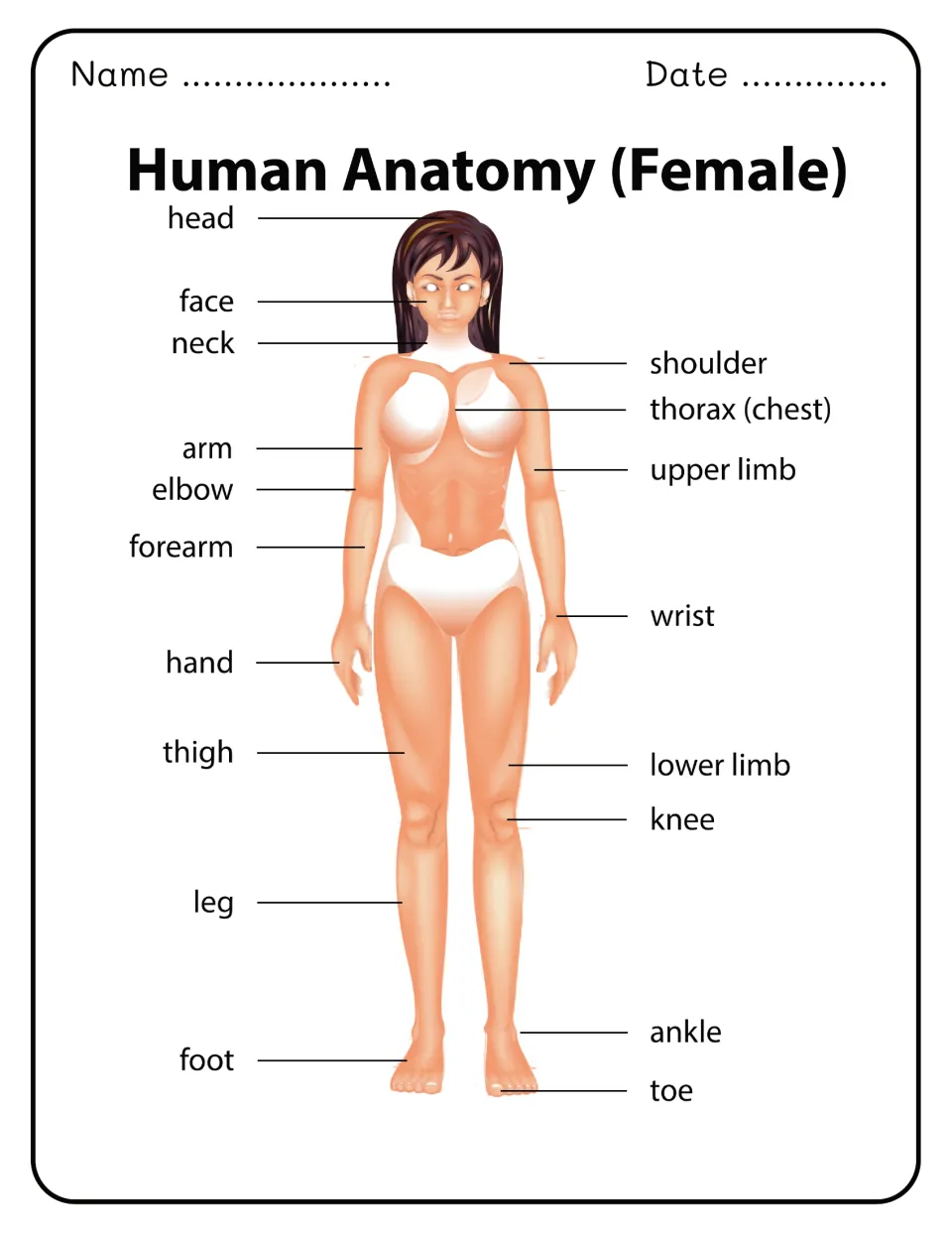 Human Anatomy (Female) diagram naming body parts such as face, thorax (chest), upper limb, forearm, lower limb and foot