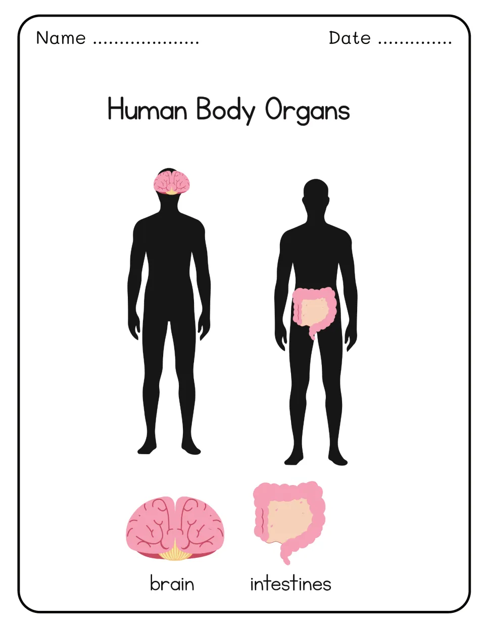 Human Body Organs: body silhouettes show where the brain and intestines sit, with a labeled picture of each organ