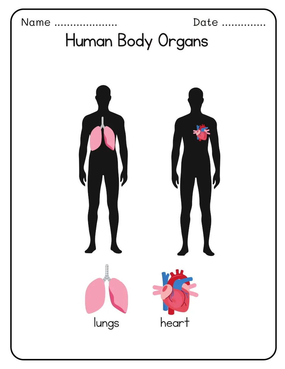 Human Body Organs: lungs and heart placed in the chests of two silhouettes, each organ pictured and labeled below