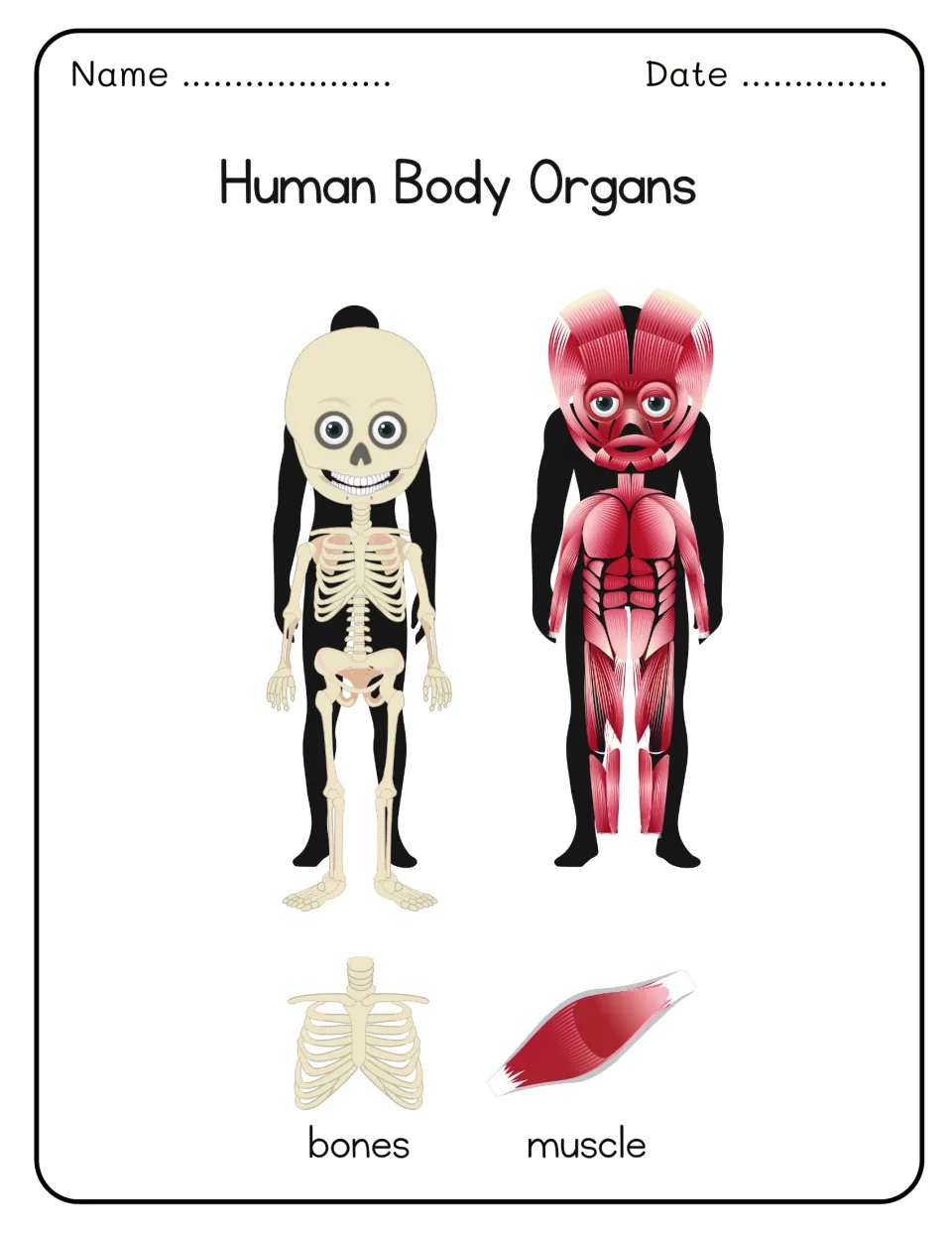 Human Body Organs: a skeleton figure and a muscle figure, with a rib cage labeled bones and a muscle labeled muscle