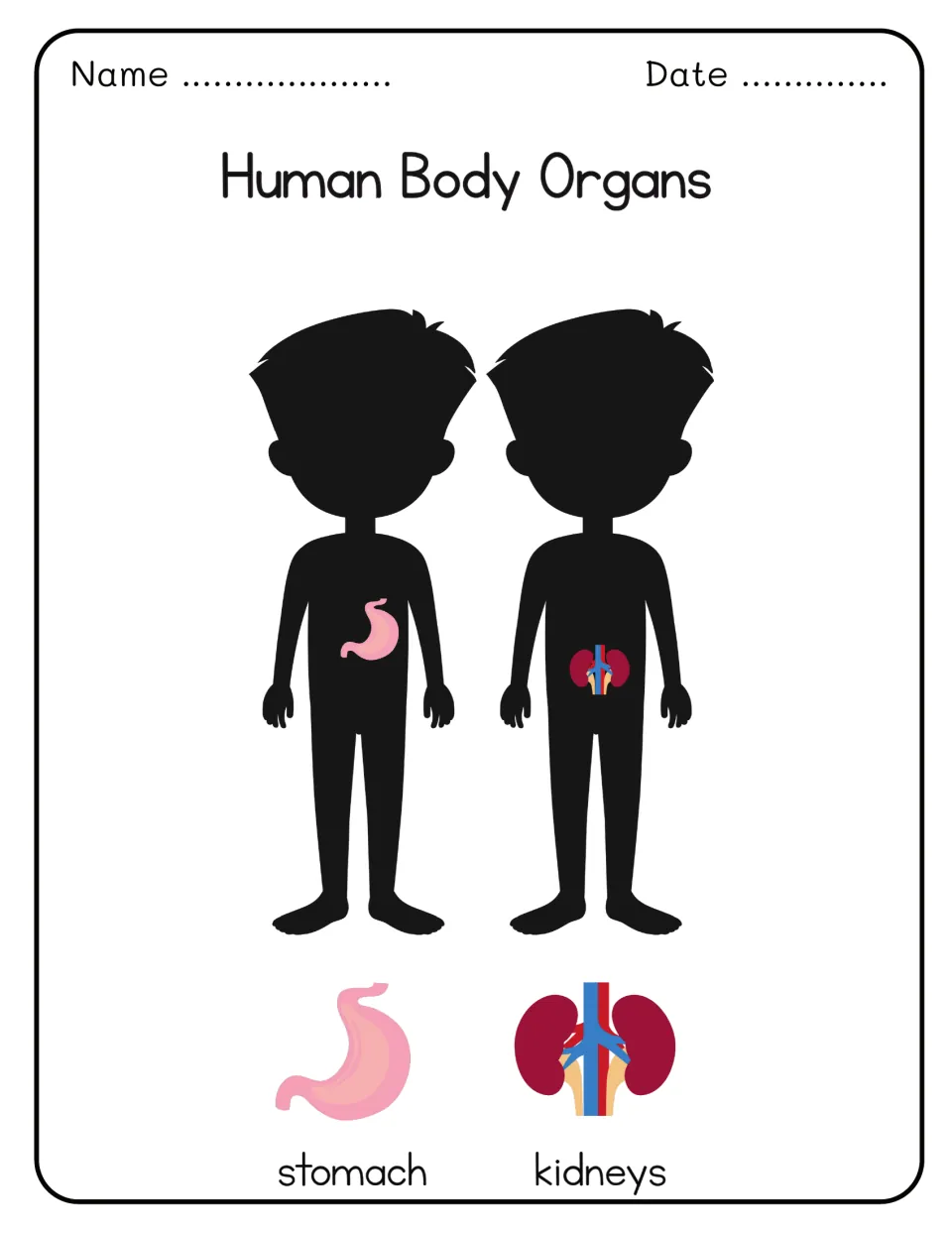 Human Body Organs: child silhouettes show the stomach and kidneys in place, with each organ pictured and labeled