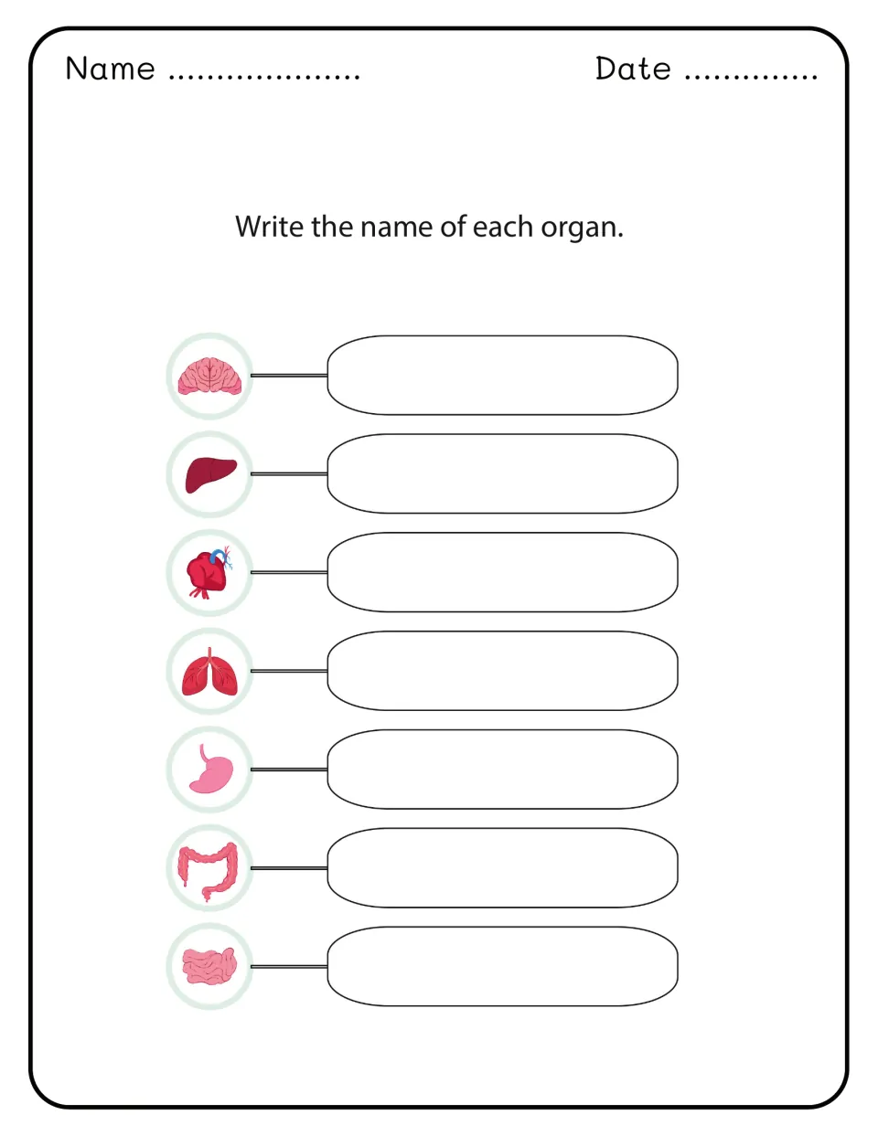 Organ naming task: students write the name of seven pictured organs, including brain, liver, heart, lungs and stomach
