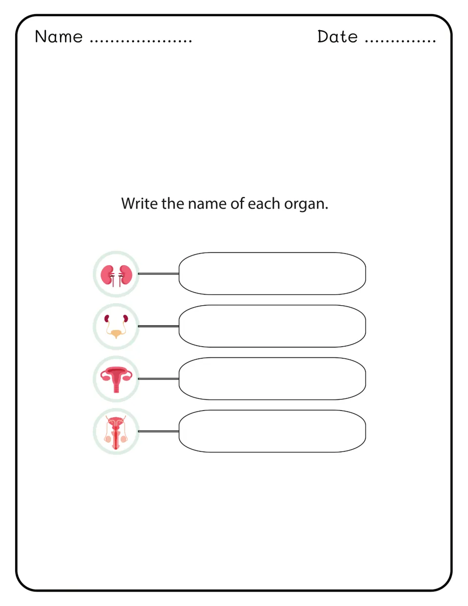 Organ naming task: students write names for four organ pictures: kidneys, urinary system and reproductive organs