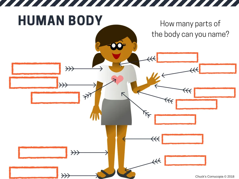 Whole body labeling: students name as many body parts as they can on a girl figure, 12 parts from neck to toes