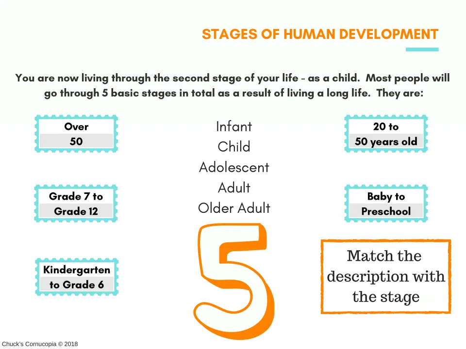 Human development matching activity linking infant, child, adolescent, adult, and older adult to age descriptions