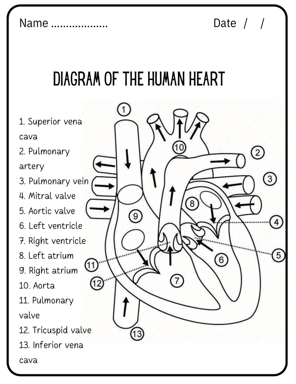 Diagram of the human heart with 13 numbered parts, from superior vena cava and aorta to the tricuspid and mitral valves