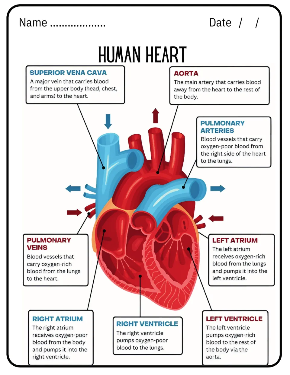 Human heart color poster explaining each chamber plus the aorta, vena cava, pulmonary arteries and veins in short notes