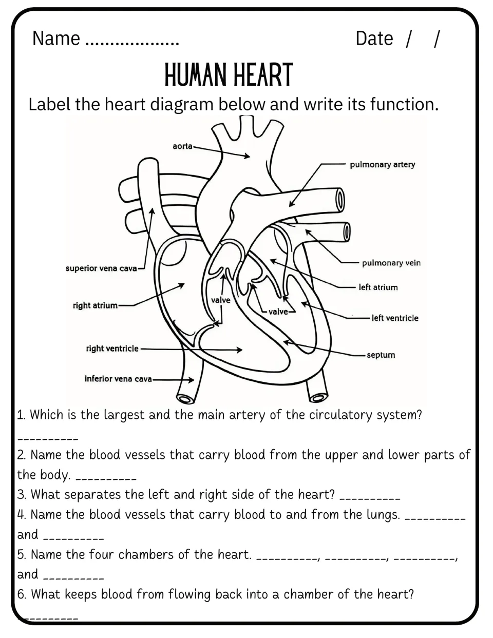 Labeled heart diagram and six questions on the aorta, vena cava, septum, four chambers and valves that stop backflow