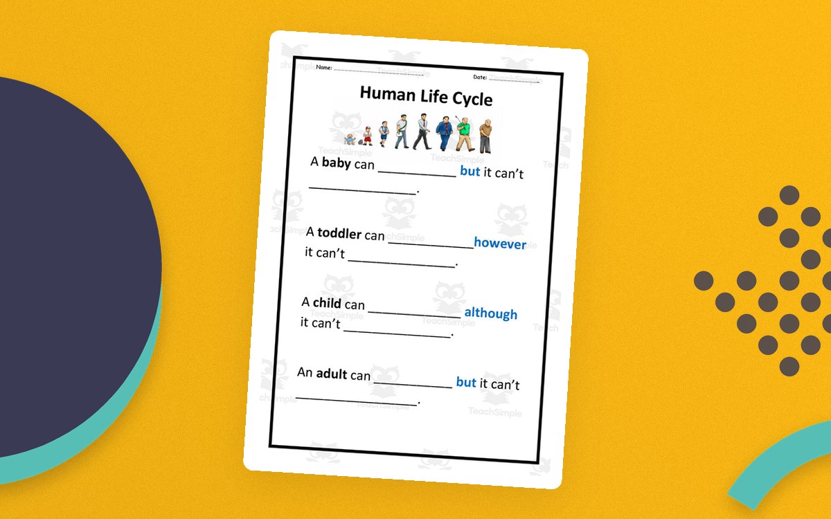 Human Life Cycle worksheet with baby, toddler, child, and adult sentence frames.
