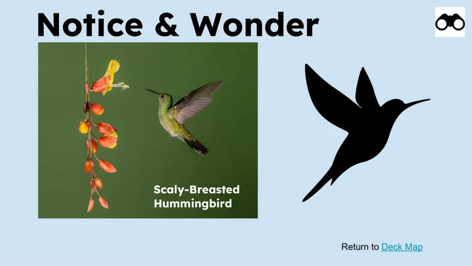 Notice & Wonder lesson slide pairs a labeled scaly-breasted hummingbird feeding near flowers with a bird silhouette.