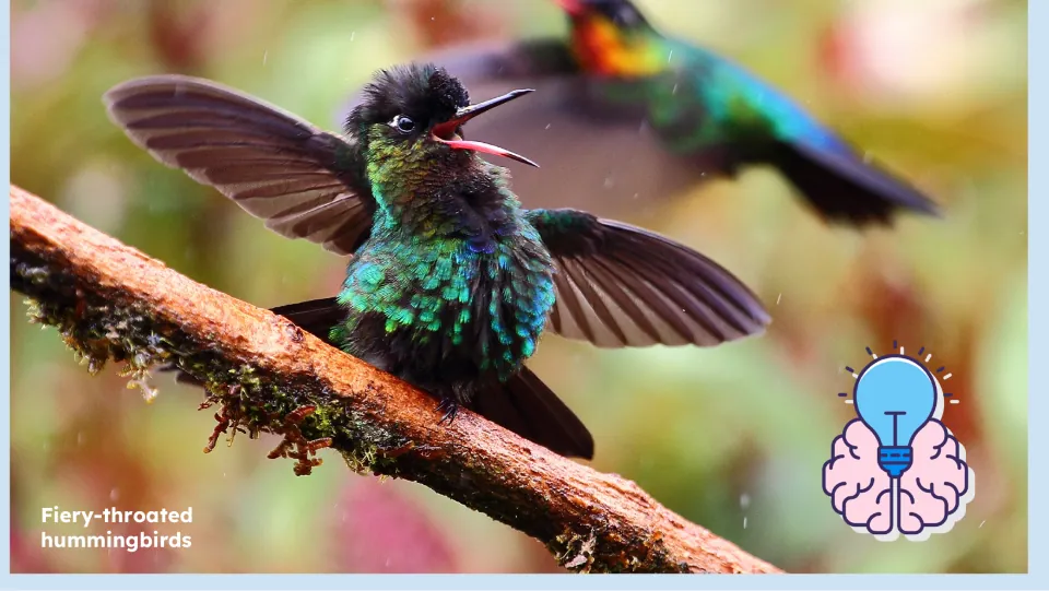 Lesson picture slide shows two fiery-throated hummingbirds, including one perched with wings spread and bill open.