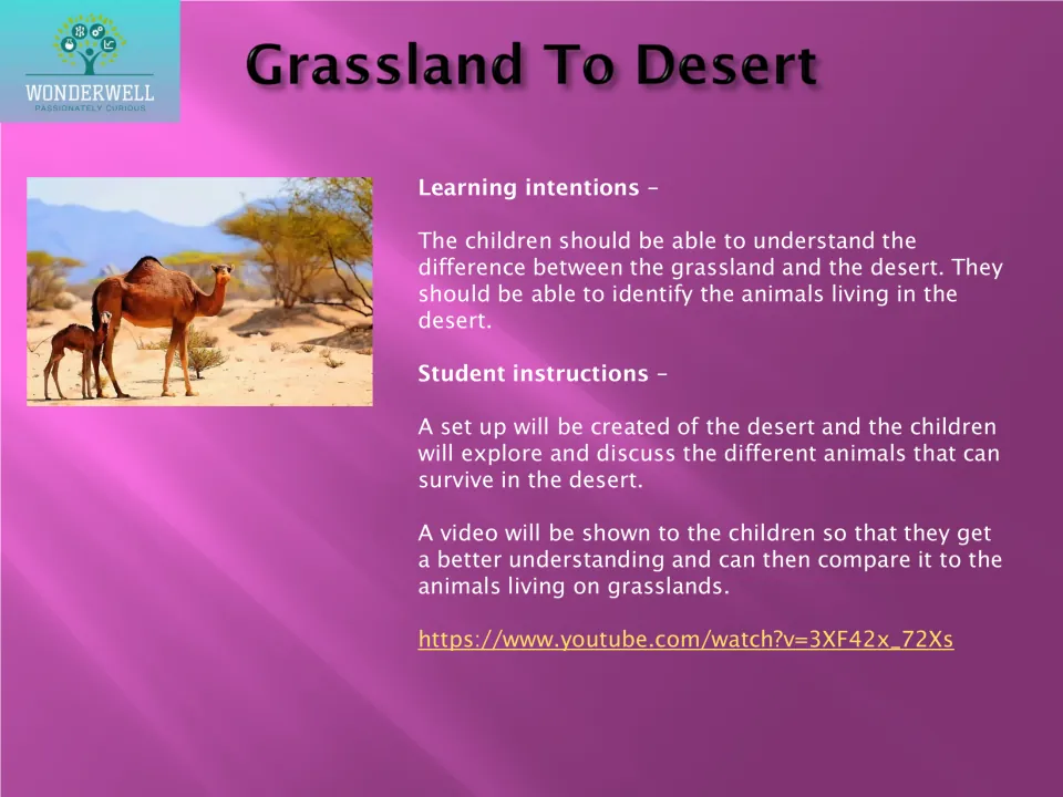 Grassland to desert: children explore a dry-habitat set-up, discuss which creatures survive there and watch a video