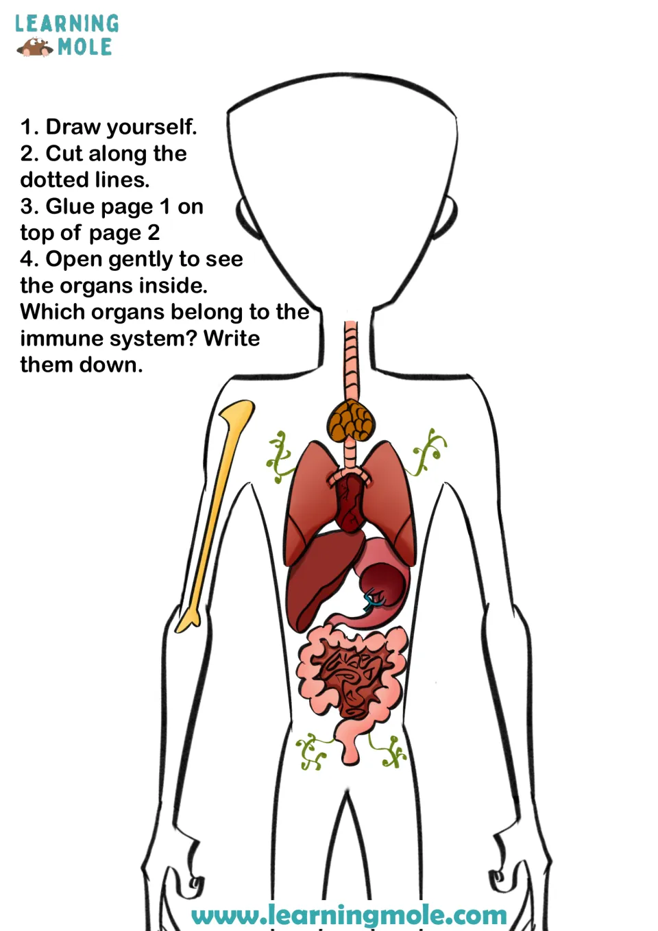 Organs under the flap: students glue page 1 on top, open it and write which organs belong to the immune system